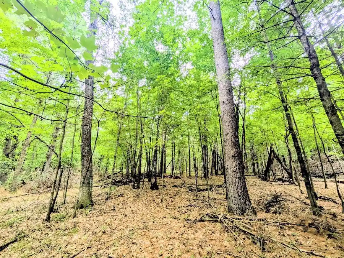 2nd image of 0 County Road C Road Road, Arkdale, WI 54613 | MLS# 2030208
