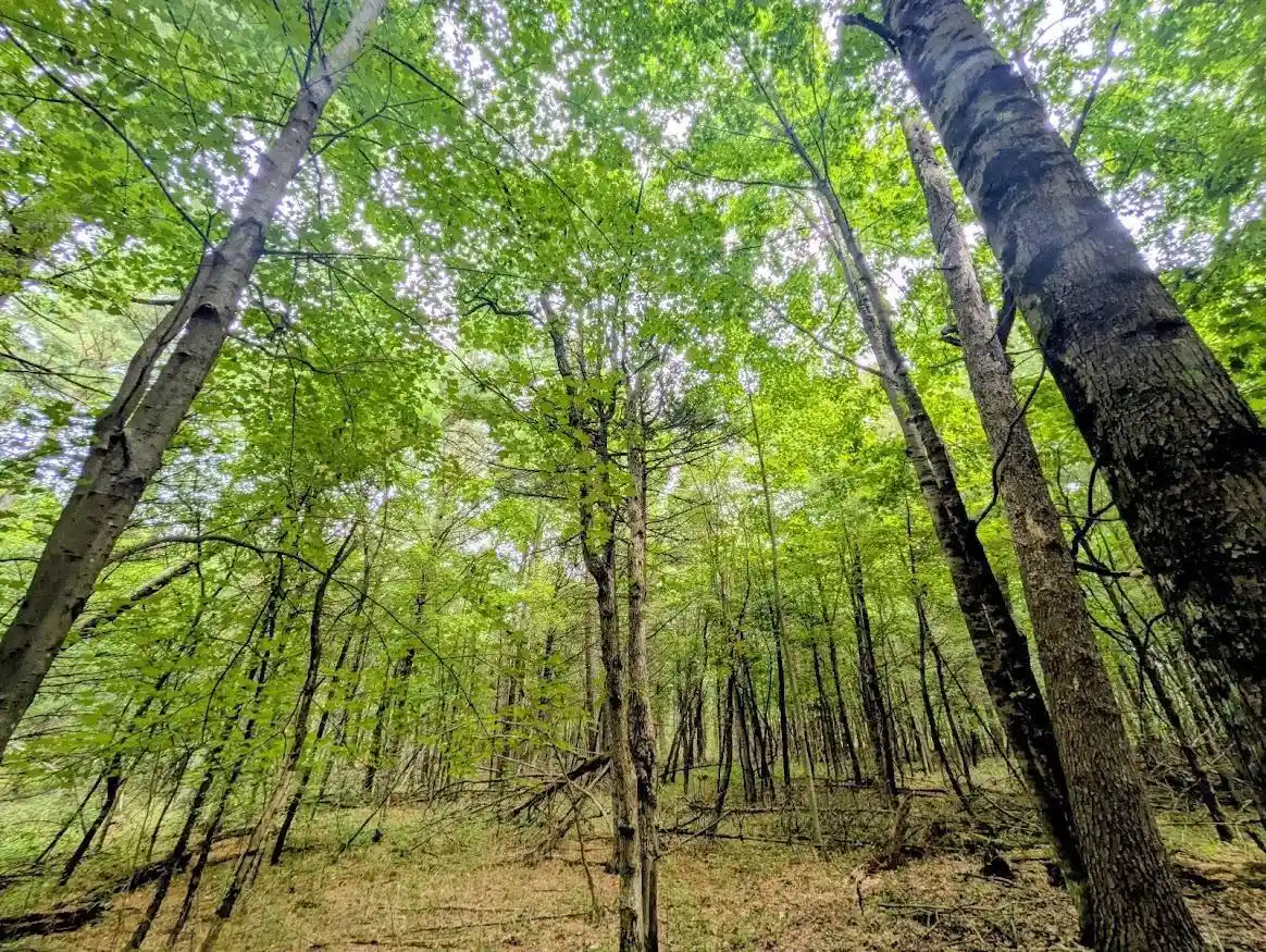 3rd image of 0 County Road C Road Road, Arkdale, WI 54613 | MLS# 2030208