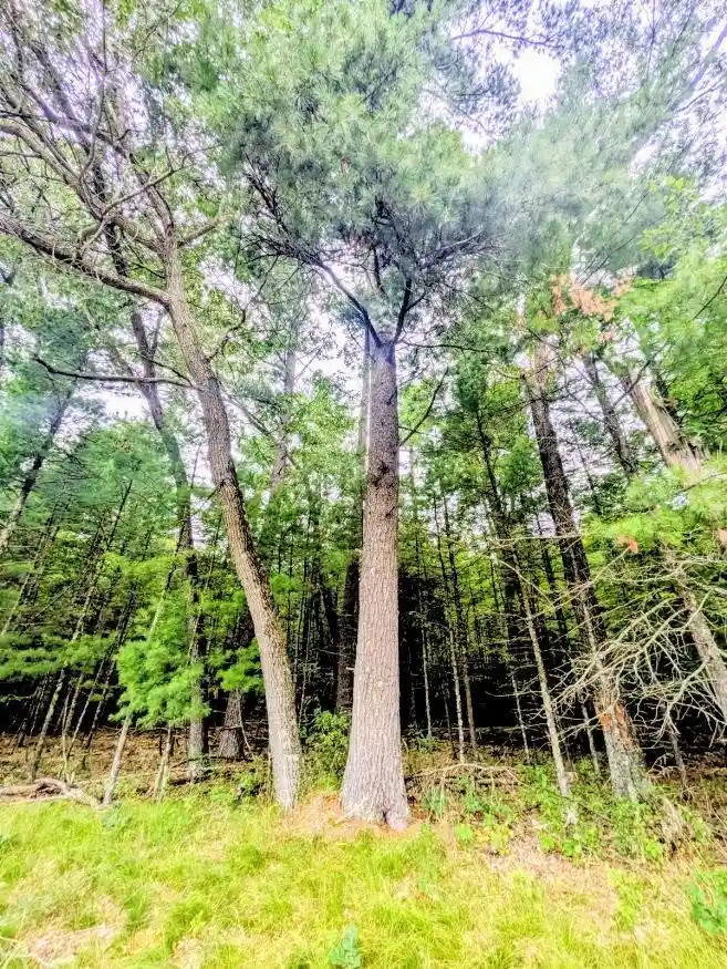 5th image of 0 County Road C Road Road, Arkdale, WI 54613 | MLS# 2030208