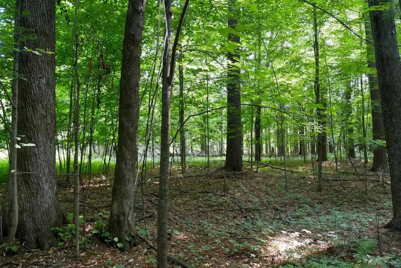 5th image of +/-239 Acres W Riverside Dr Dr, Gilman, WI 54433 | MLS# 22603866