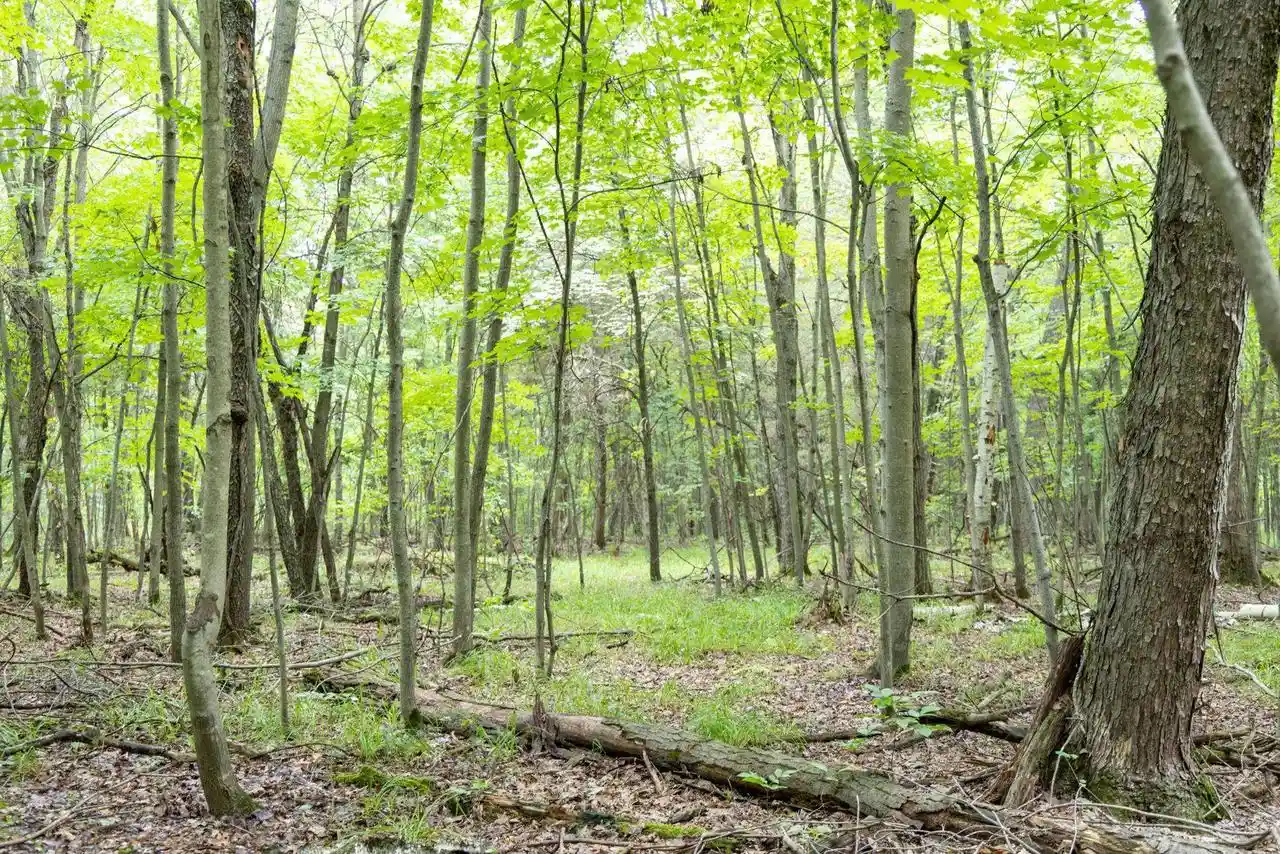 3rd image of 38+/- Acres County Rd N, Lyndon Station, WI 53944 | MLS# 2030331