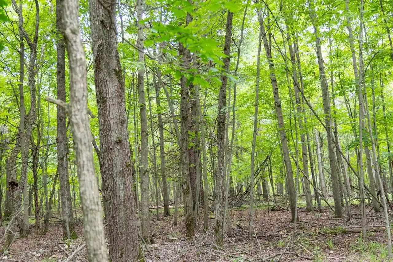 4th image of 38+/- Acres County Rd N, Lyndon Station, WI 53944 | MLS# 2030331