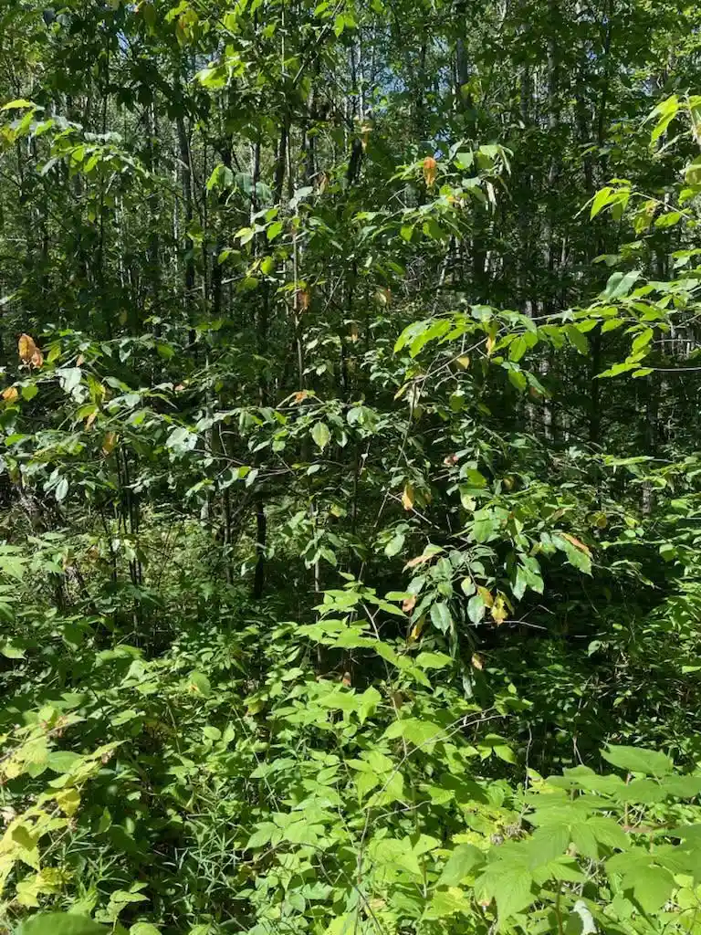 4th image of W Herzog Road Road, Iron Mountain, MI 49801 | MLS# 50331064