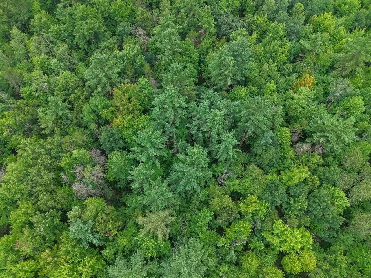 20th image of W8596 Bluebird Dr Dr, Merrillan, WI 54754 | MLS# 2030598
