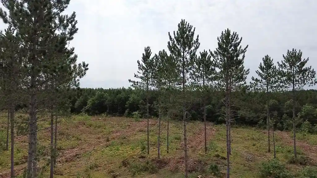 Photo 1 of Land for sale at 211x Ellison Lake Road, Barnes, WI 54873 | MLS# 1604309 | Listing updated on 2026-08-18