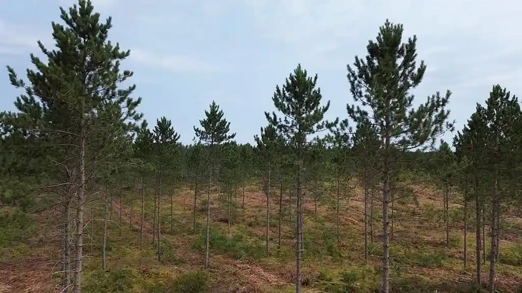 Photo 2 of Land for sale at 211x Ellison Lake Road, Barnes, WI 54873 | MLS# 1604309 | Listing updated on 2026-08-18