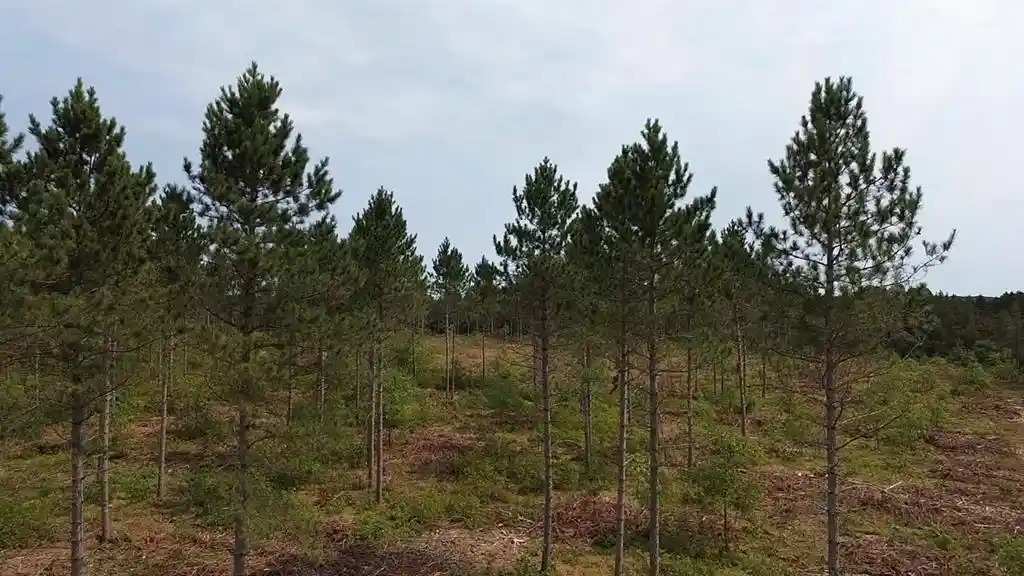 Photo 2 of Land for sale at 211X Ellison Lake Road, Barnes, WI 54873 | MLS# 1604309 | Listing updated on 2026-08-18