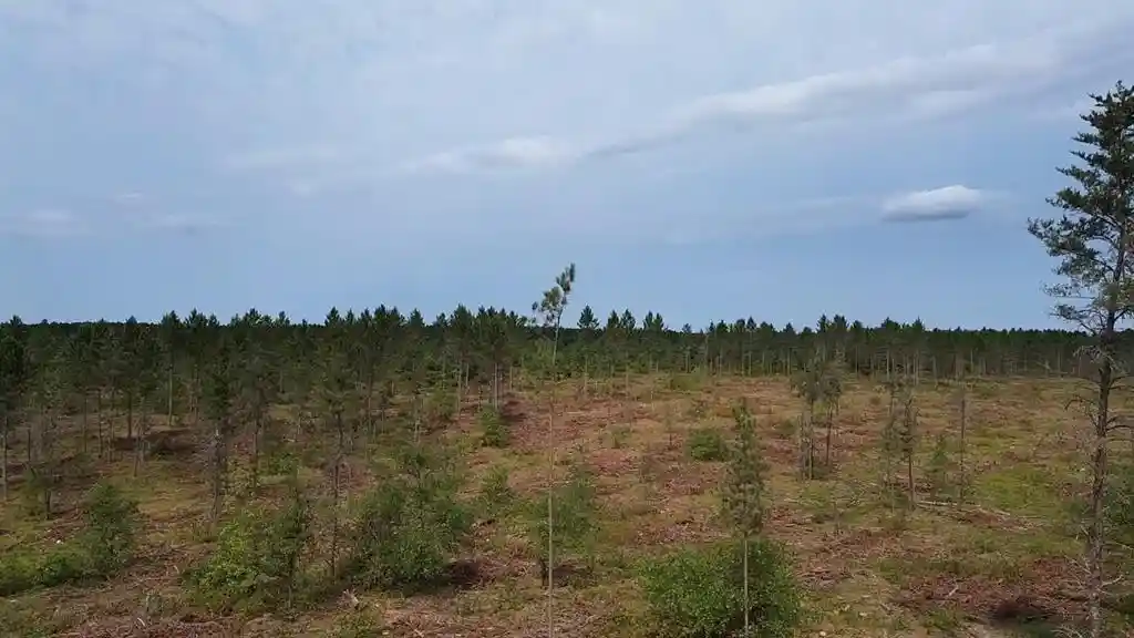 Photo 3 of Land for sale at 21Xx Ellison Lake Road, Barnes, WI 54873 | MLS# 1604308 | Listing updated on 2026-08-18