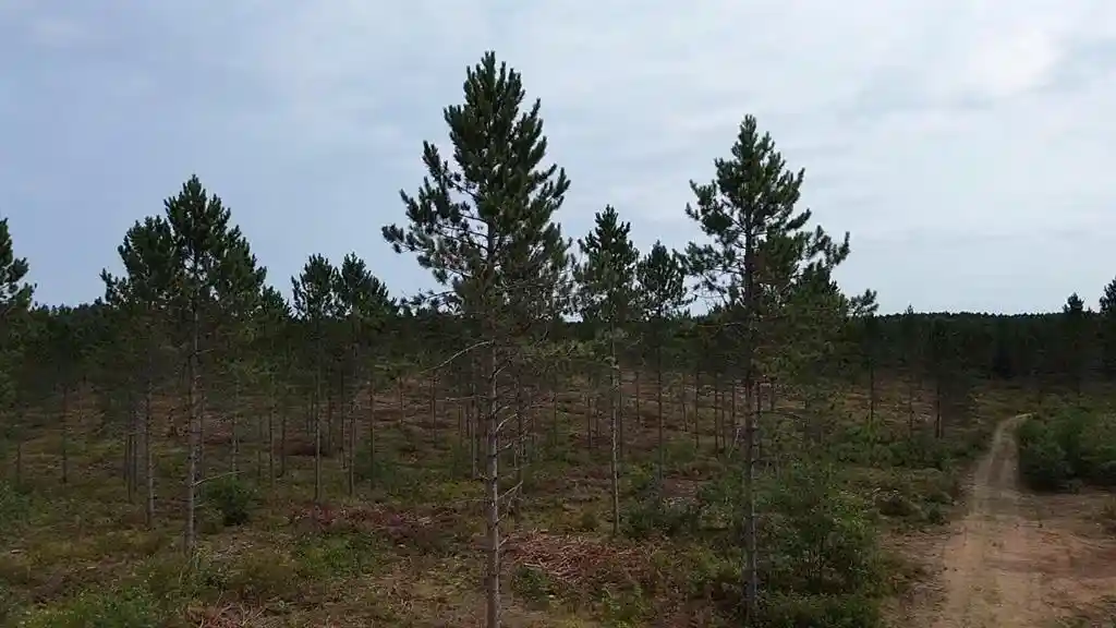 Photo 1 of Land for sale at 212x Ellison Lake Road, Barnes, WI 54873 | MLS# 1604310 | Listing updated on 2026-08-18