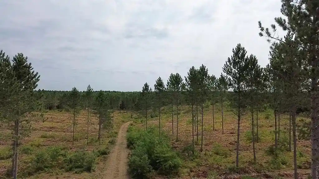 Photo 2 of Land for sale at 212x Ellison Lake Road, Barnes, WI 54873 | MLS# 1604310 | Listing updated on 2026-08-18