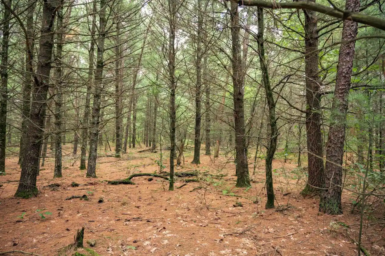 3rd image of Lot 43 Morros Mile Road Road, Necedah, WI 54646 | MLS# 2030861