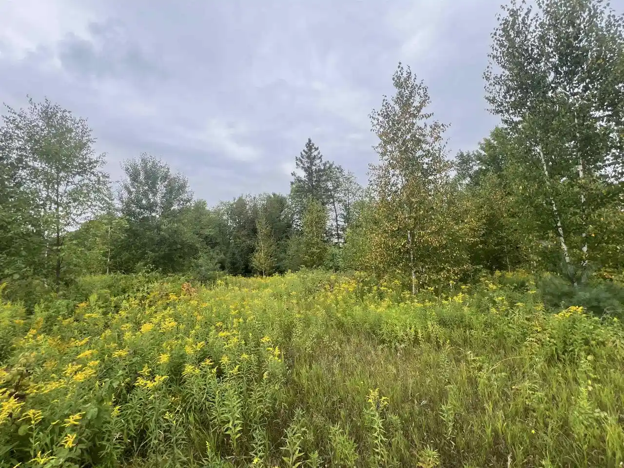 Photo 3 of Land for sale at W5350 Big Woods Lane Lane, Pembine, WI 54156 | MLS# 50331433 | Listing updated on 2026-08-21