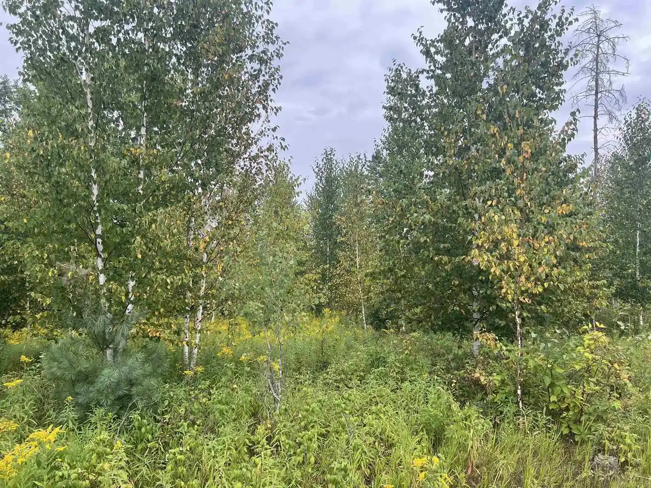 Photo 3 of Land for sale at W5350 Big Woods Lane Lane, Pembine, WI 54156 | MLS# 50331433 | Listing updated on 2026-08-21