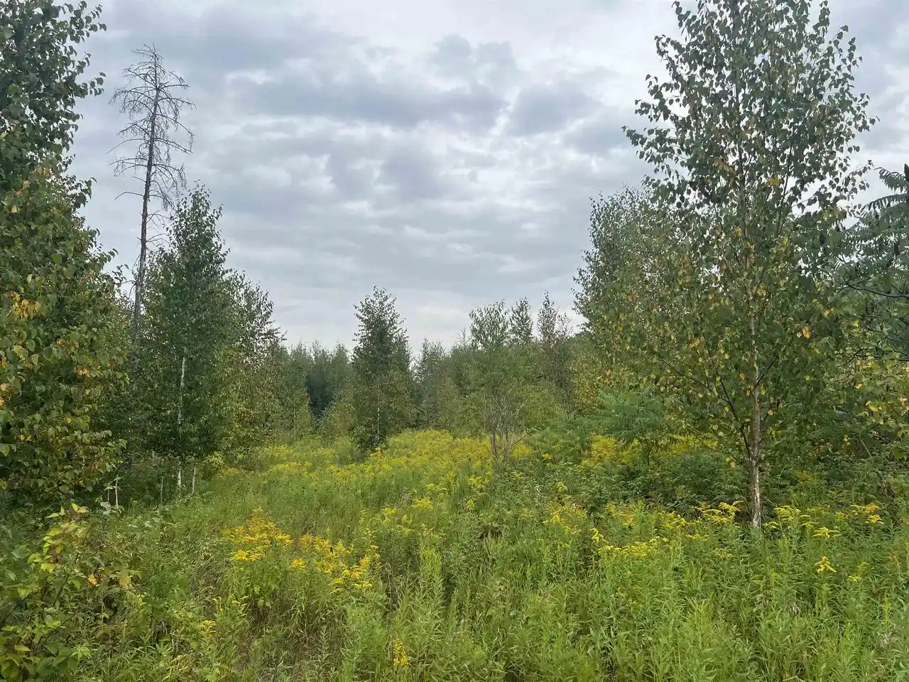 Photo 4 of Land for sale at W5350 Big Woods Lane Lane, Pembine, WI 54156 | MLS# 50331433 | Listing updated on 2026-08-21