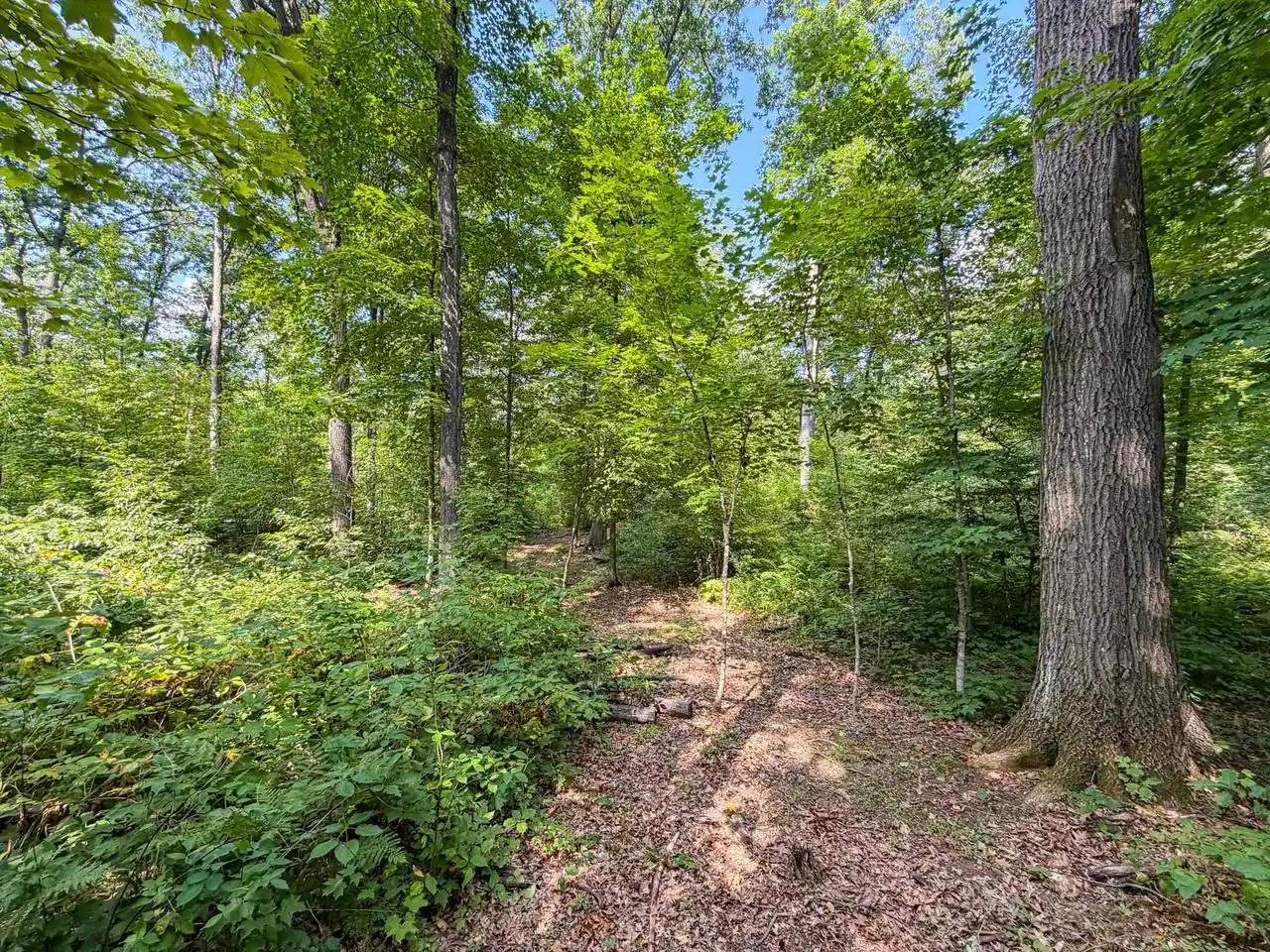 Photo 4 of Land for sale at 0000 Bachelors Avenue Avenue, Greenwood, WI 54437 | MLS# 2031033 | Listing updated on 2026-09-17
