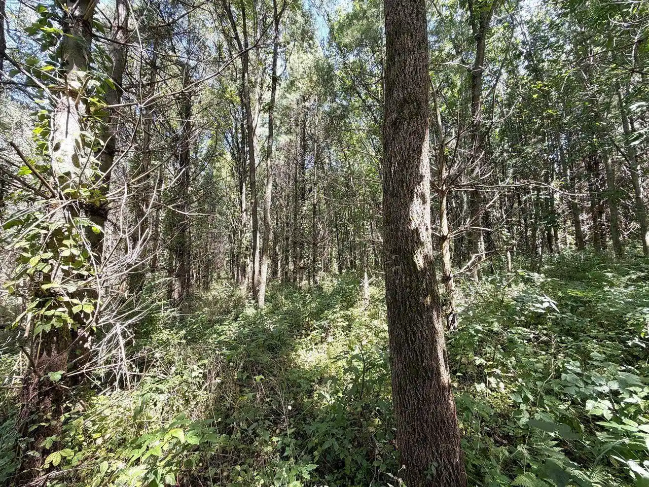 3rd image of 140 Acres Ideal Road Road, Fennimore, WI 53809 | MLS# 2031085
