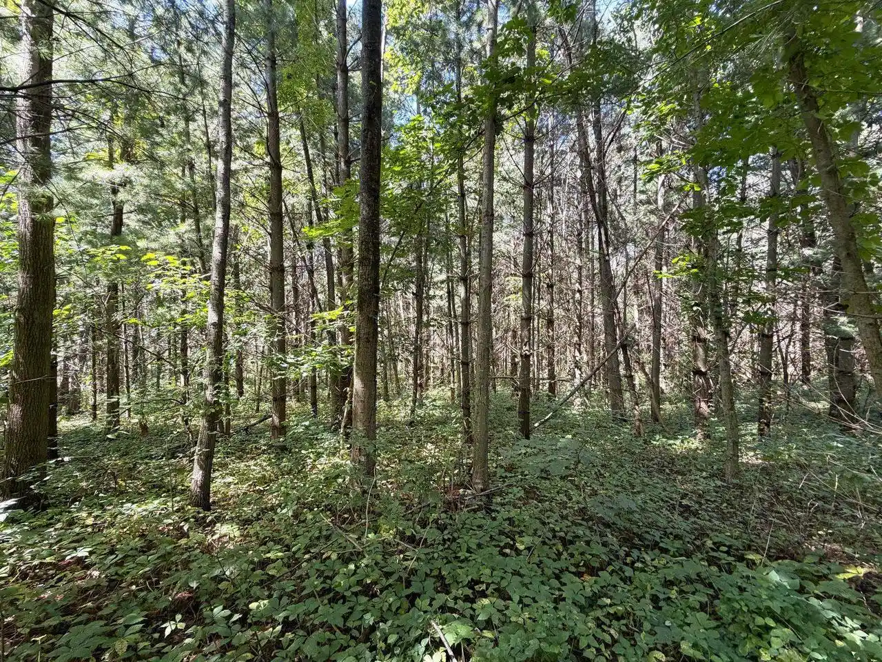 49th image of 140 Acres Ideal Road Road, Fennimore, WI 53809 | MLS# 2031085