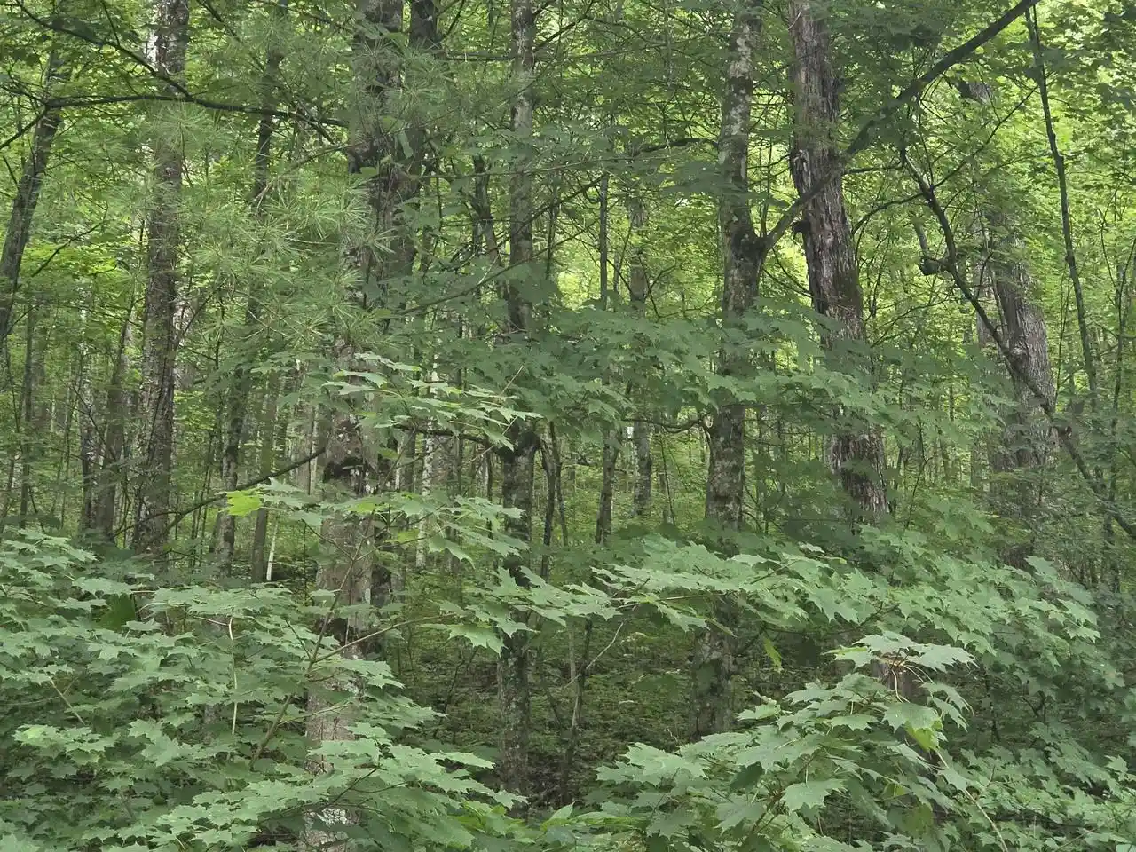 5th image of Tbd Marshall Rd Road Road, Richland Center, WI 53581 | MLS# 2031243