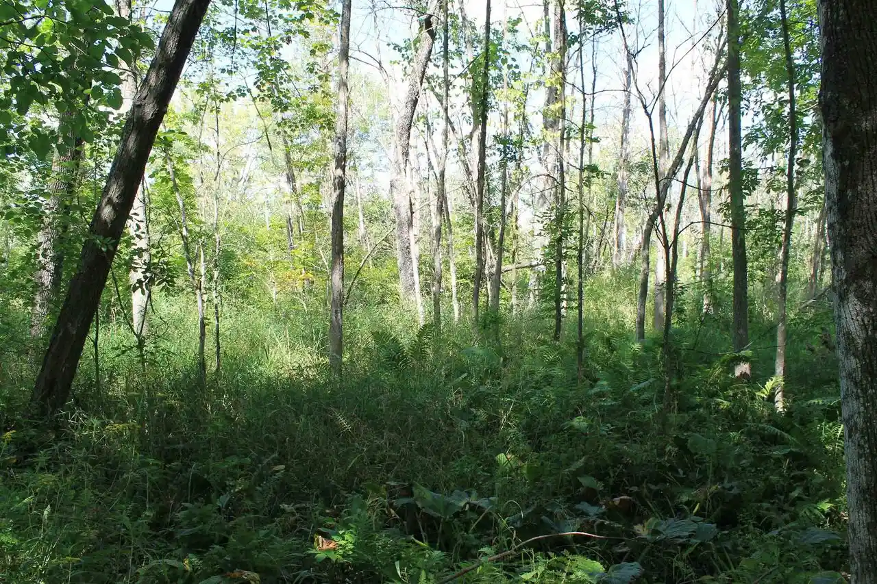Photo 2 of Land for sale at W3932 State Road 21, Redgranite, WI 54970 | MLS# 50331799 | Listing updated on 2026-08-28