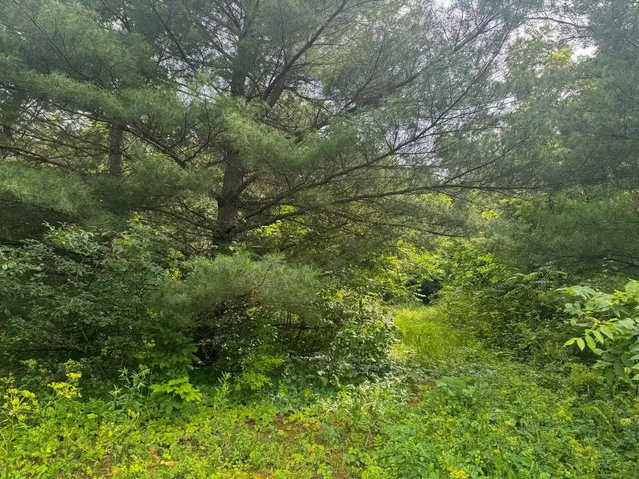 Photo 4 of Land for sale at 3459 Acres Riverbend Road Road, Gratiot, WI 53541 | MLS# 2031617 | Listing updated on 2026-09-22