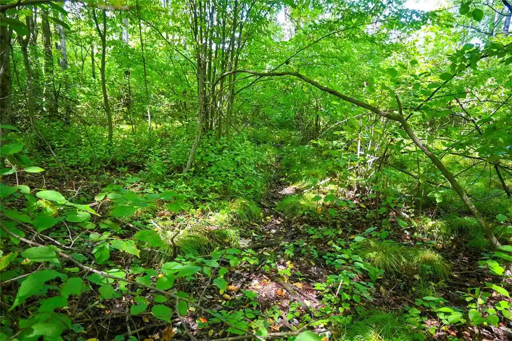 Photo 3 of Land for sale at 0000 Schalk Rd, Ogema, WI 54459 | MLS# 1604683 | Listing updated on 2026-09-02