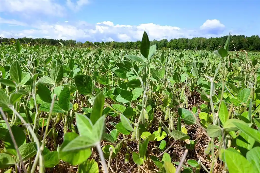 Photo 3 of Land for sale at 0000 County Rd M, Ogema, WI 54459 | MLS# 1604686 | Listing updated on 2026-09-02