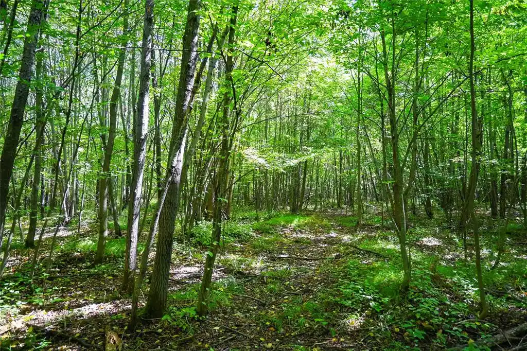 Photo 4 of Land for sale at 0000 County Rd M, Ogema, WI 54459 | MLS# 1604686 | Listing updated on 2026-09-02
