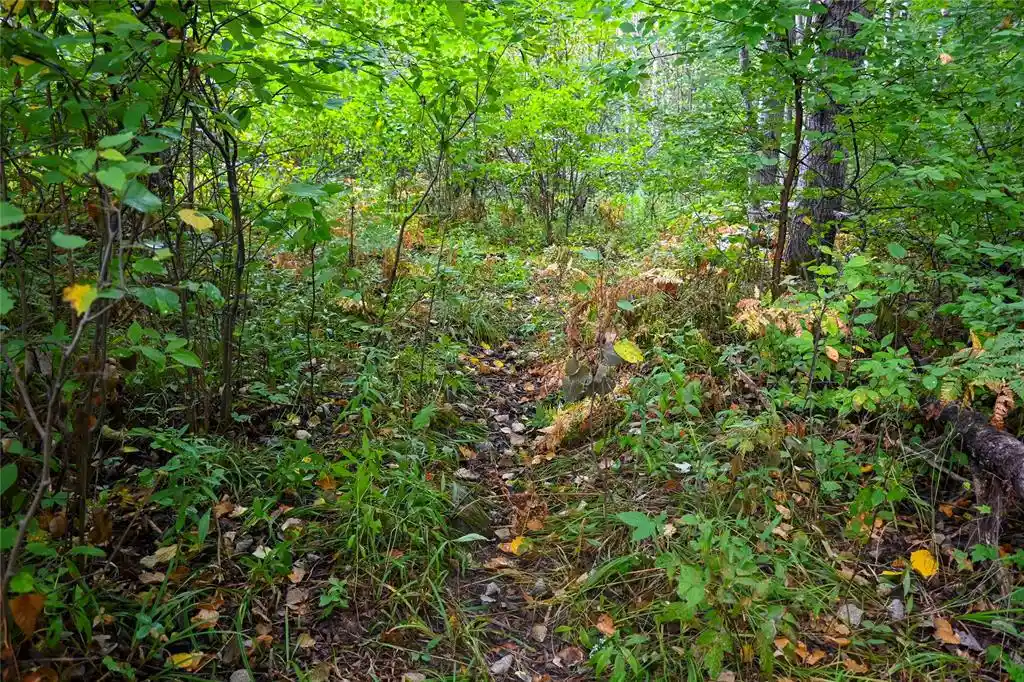 Photo 3 of Land for sale at Xxxx County Rd M, Ogema, WI 54459 | MLS# 1604688 | Listing updated on 2026-09-02