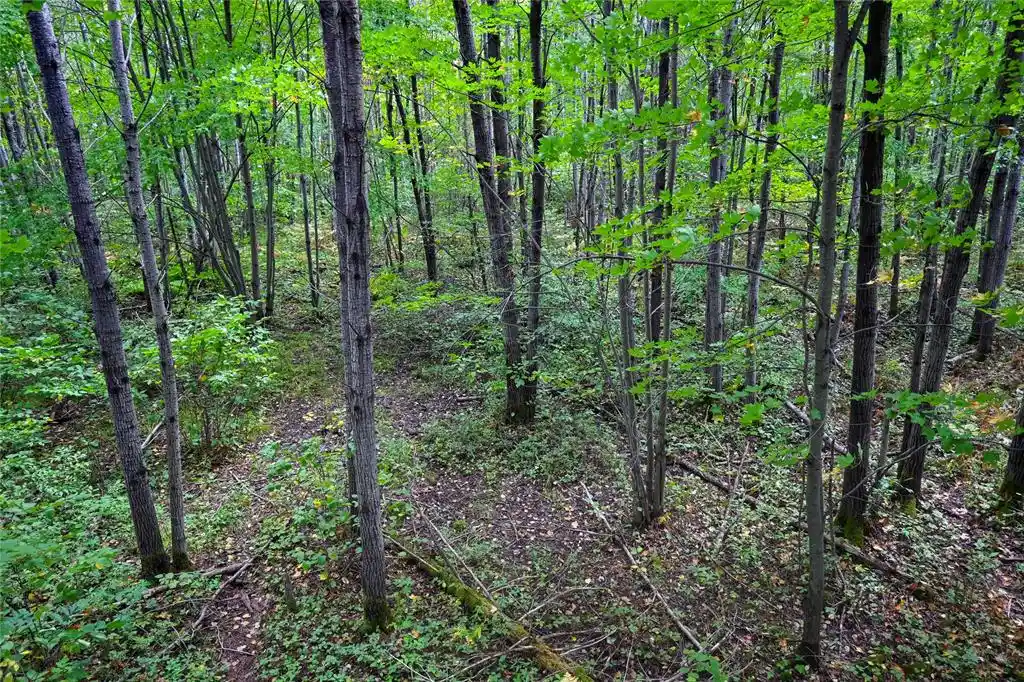 Photo 4 of Land for sale at Xxxx County Rd M, Ogema, WI 54459 | MLS# 1604688 | Listing updated on 2026-09-02