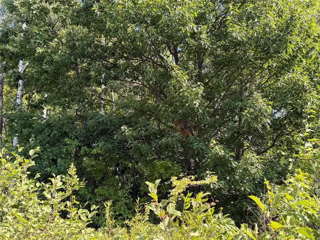 Photo 7 of Land for sale at On Holmes Rd, Ashland, WI 54806 | MLS# 1604486 | Listing updated on 2026-09-02