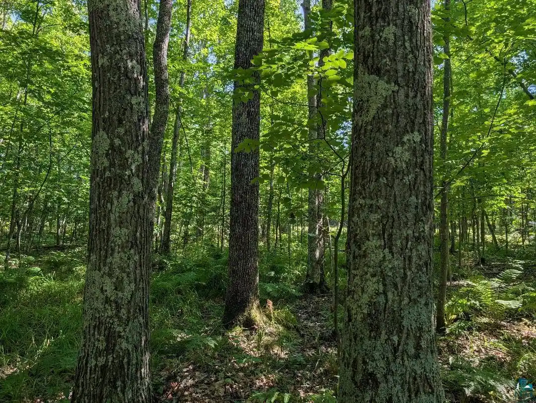 Photo 1 of Land for sale at Xxx Cherryville Rd, Ashland, WI 54806 | MLS# 6127694 | Listing updated on 2026-08-31