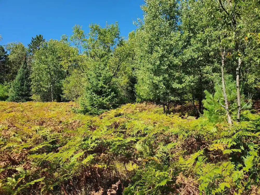 Photo 1 of Land for sale at On County Rd K #Lot 9, Harshaw, WI 54529 | MLS# 22604298 | Listing updated on 2026-09-03