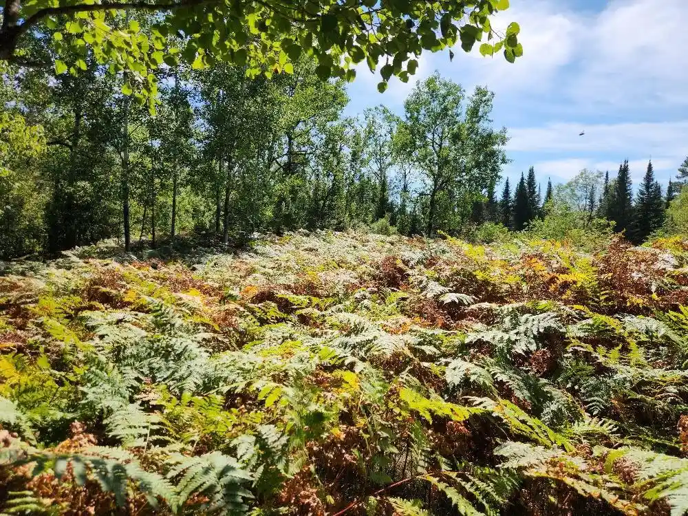 Photo 3 of Land for sale at On County Rd K #9, Harshaw, WI 54529 | MLS# 22604298 | Listing updated on 2026-09-03