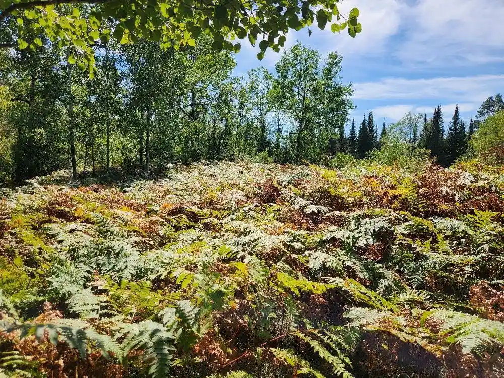 Photo 4 of Land for sale at On County Rd K #9, Harshaw, WI 54529 | MLS# 22604298 | Listing updated on 2026-09-03