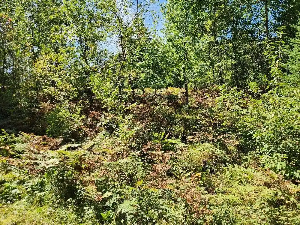 Photo 7 of Land for sale at On County Rd K #Lot 9, Harshaw, WI 54529 | MLS# 22604298 | Listing updated on 2026-09-03