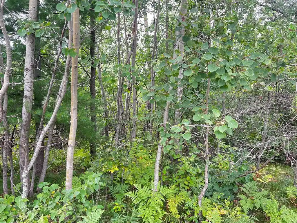 Photo 4 of Land for sale at 0 County Rd T, Minong, WI 54838 | MLS# 1604721 | Listing updated on 2026-09-02