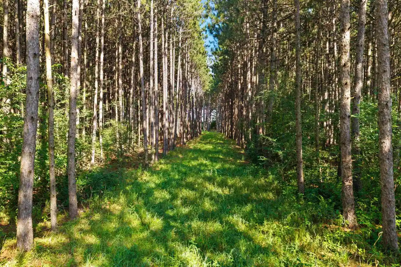 Photo 2 of Land for sale at Lot 41 23rd Avenue, Nekoosa, WI 54457 | MLS# 2031819 | Listing updated on 2026-09-02