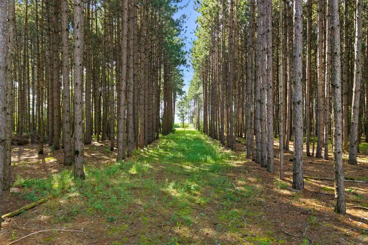 Photo 3 of Land for sale at Lot 41 23rd Avenue, Nekoosa, WI 54457 | MLS# 2031819 | Listing updated on 2026-09-02