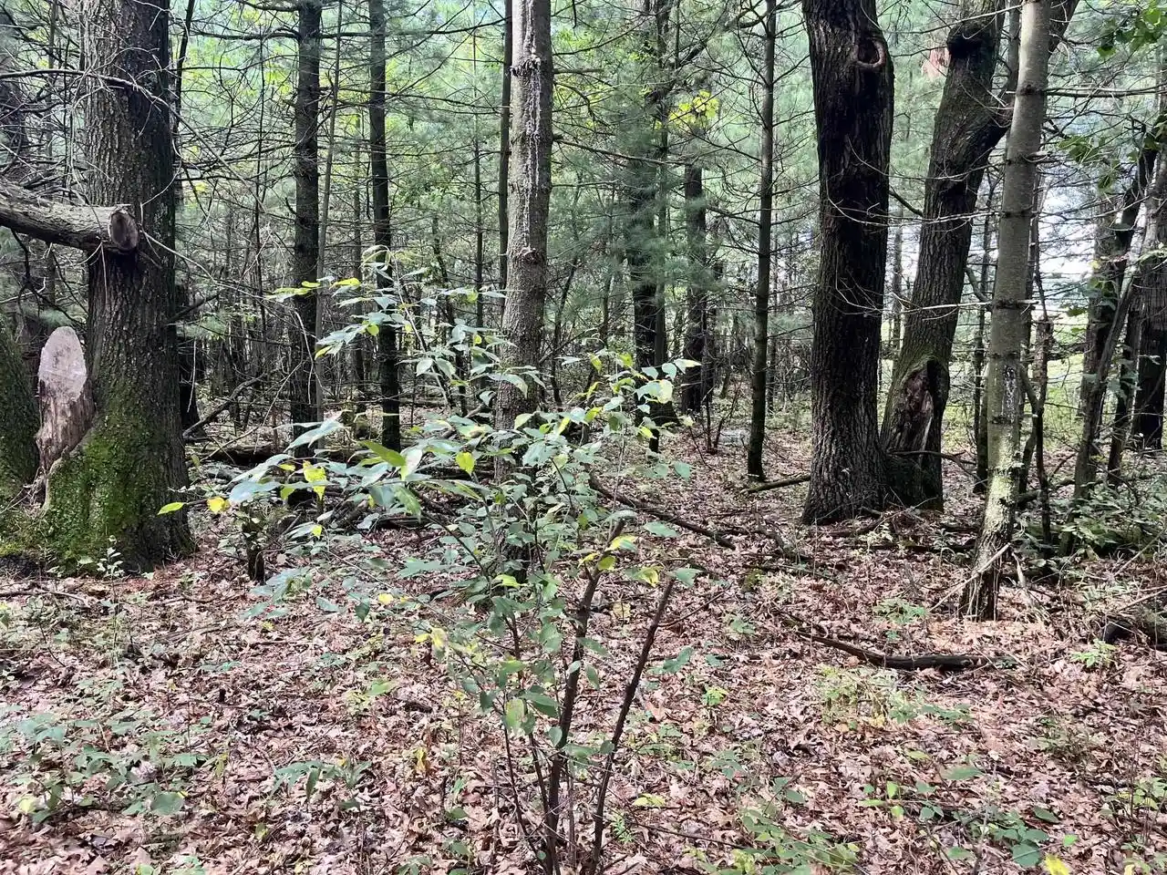 Photo 4 of Land for sale at 279 Czech Ave, Friendship, WI 53934 | MLS# 2031837 | Listing updated on 2026-09-09