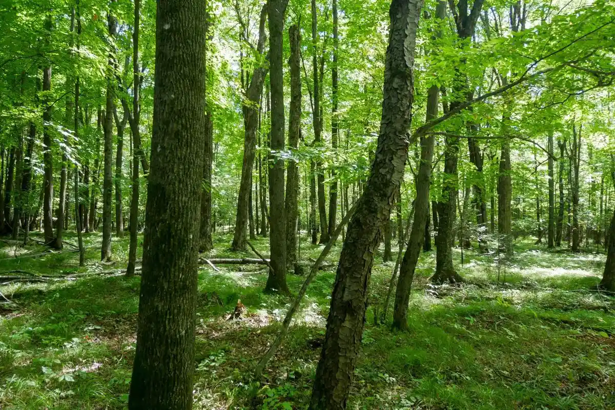 Photo 2 of Land for sale at +/ 49915 Ac Horseshoe Lake Ave, Medford, WI 54451 | MLS# 22604356 | Listing updated on 2026-09-15