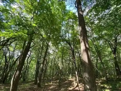 Photo 1 of Land for sale at 12 Wooded Acres Observatory Rd, Cross Plains, WI 53528 | MLS# 2031931 | Listing updated on 2026-09-09