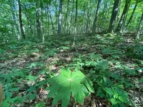 Photo 1 of Land for sale at 12 Wooded Acres Observatory Rd, Cross Plains, WI 53528 | MLS# 2031931 | Listing updated on 2026-09-09