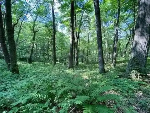 Photo 3 of Land for sale at 12 Wooded Acres Observatory Rd, Cross Plains, WI 53528 | MLS# 2031931 | Listing updated on 2026-09-09