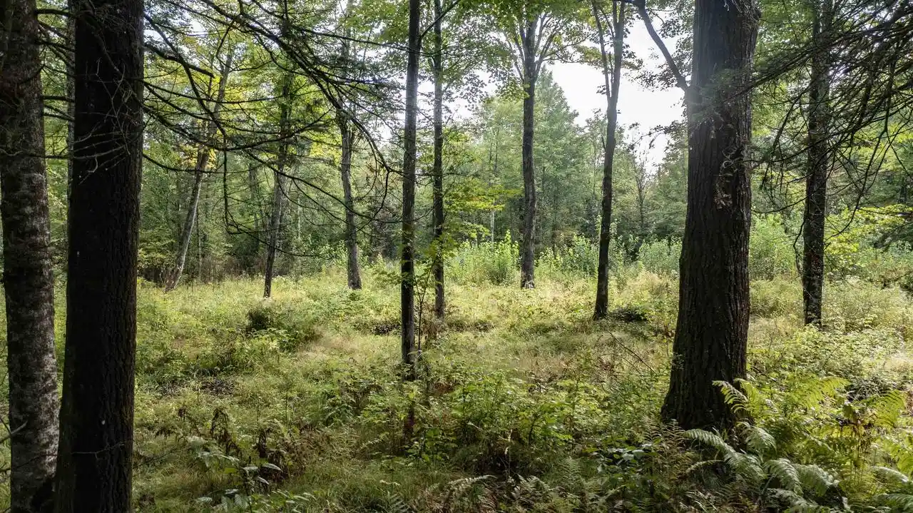 Photo 4 of Land for sale at W14748 2nd Avenue, Gleason, WI 54435 | MLS# 50332148 | Listing updated on 2026-09-08