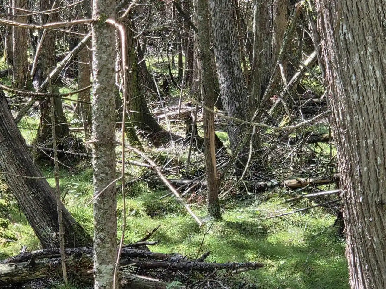 Photo 2 of Land for sale at County Rd 342, Wallace, MI 49893 | MLS# 50332140 | Listing updated on 2026-09-06