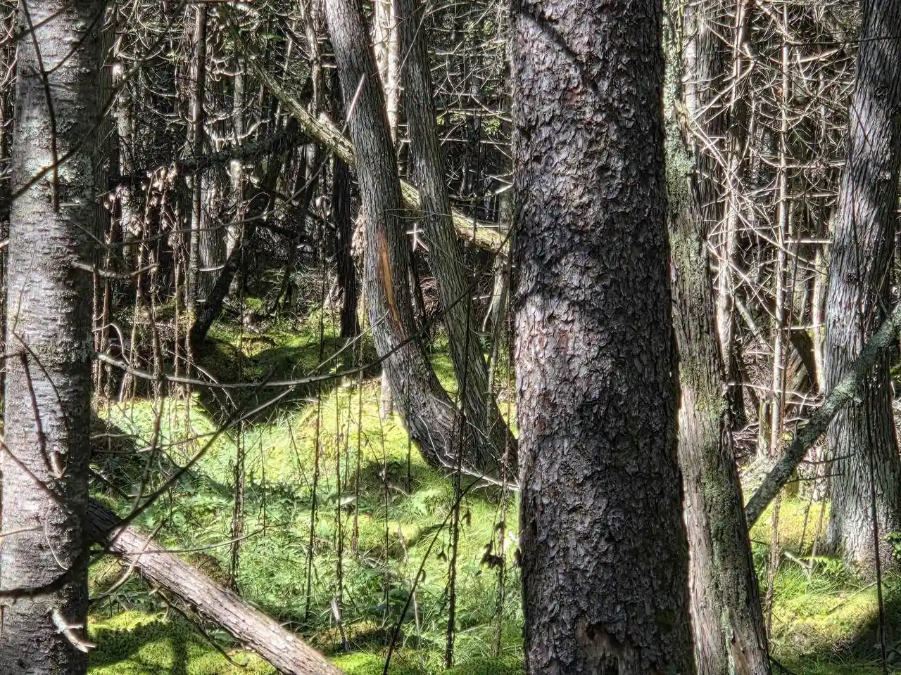 Photo 3 of Land for sale at County Rd 342, Wallace, MI 49893 | MLS# 50332140 | Listing updated on 2026-09-06
