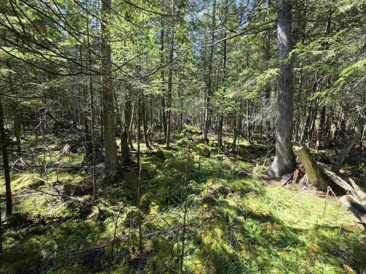 Photo 3 of Land for sale at County Rd 342, Wallace, MI 49893 | MLS# 50332140 | Listing updated on 2026-09-06