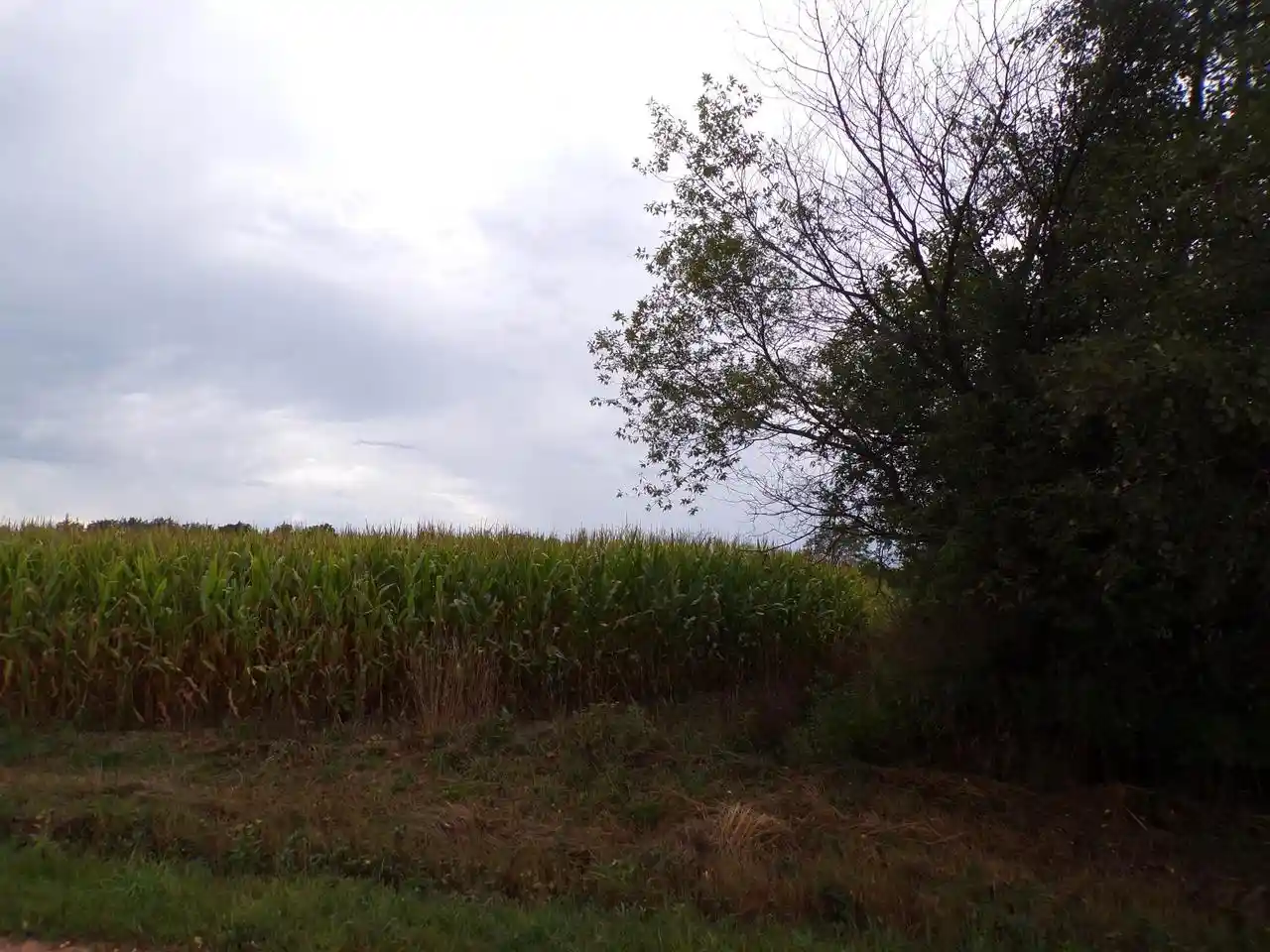 Photo 4 of Land for sale at N7500 Cardinal Ave, Greenwood, WI 54437 | MLS# 22604366 | Listing updated on 2026-09-03