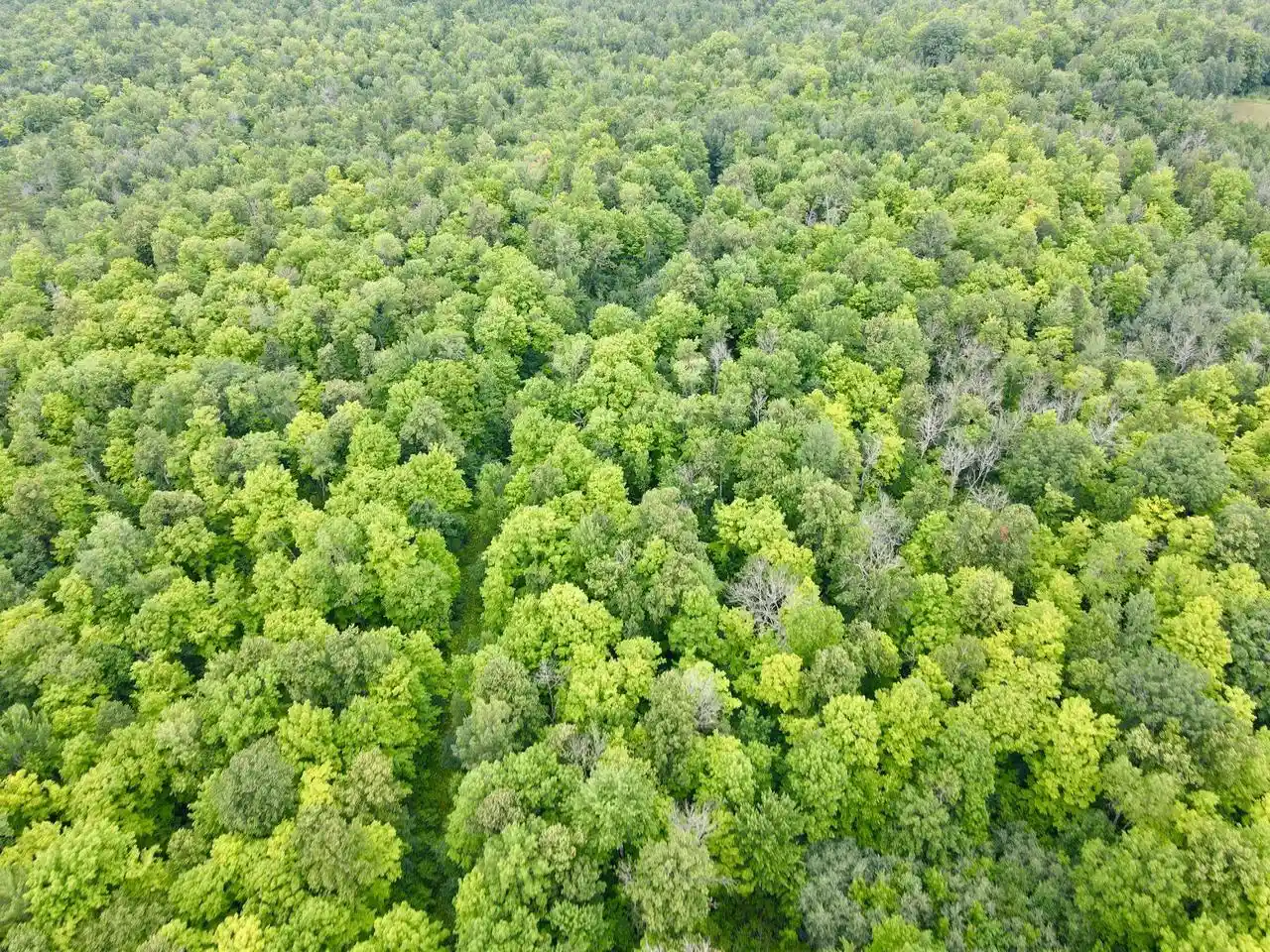 Photo 3 of Land for sale at Lot 1 David Rd, Gleason, WI 54435 | MLS# 22604369 | Listing updated on 2026-10-21