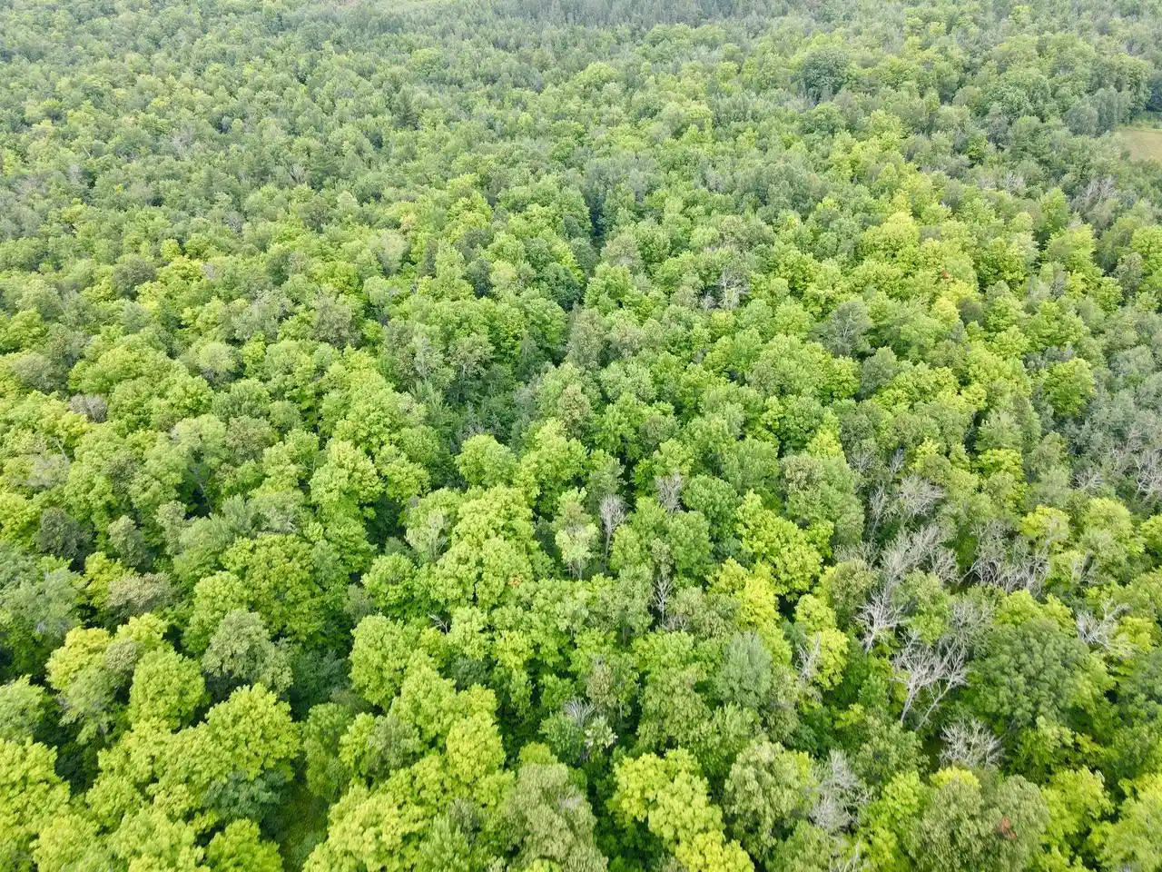 Photo 4 of Land for sale at Lot 1 David Rd, Gleason, WI 54435 | MLS# 22604369 | Listing updated on 2026-10-21